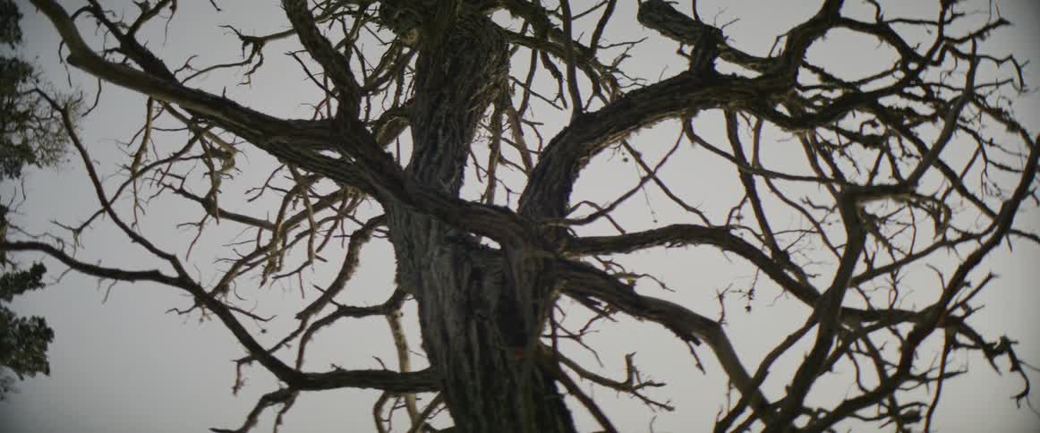 Gnarly leafless tree stands under light blue sky near another tree with leaves