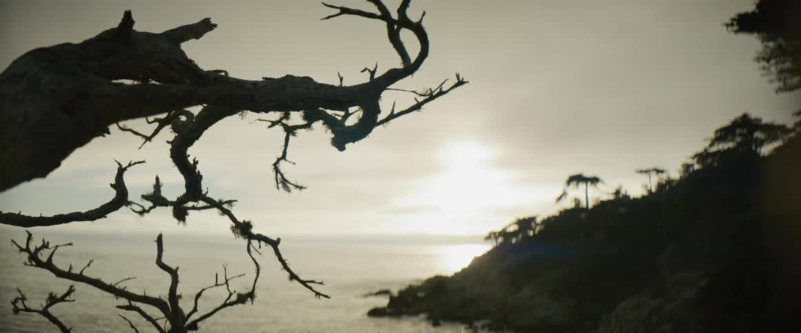 Silhouette of twisted tree branches in front of the ocean at sunset