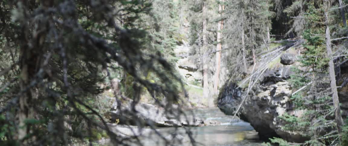 A view of a forest with some rivers