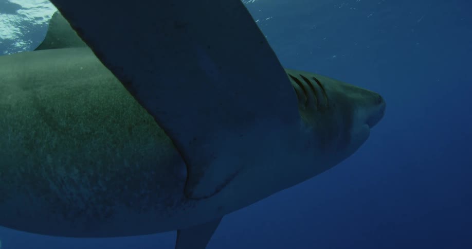 A shark is swimming near the ocean surface with the sun shining down