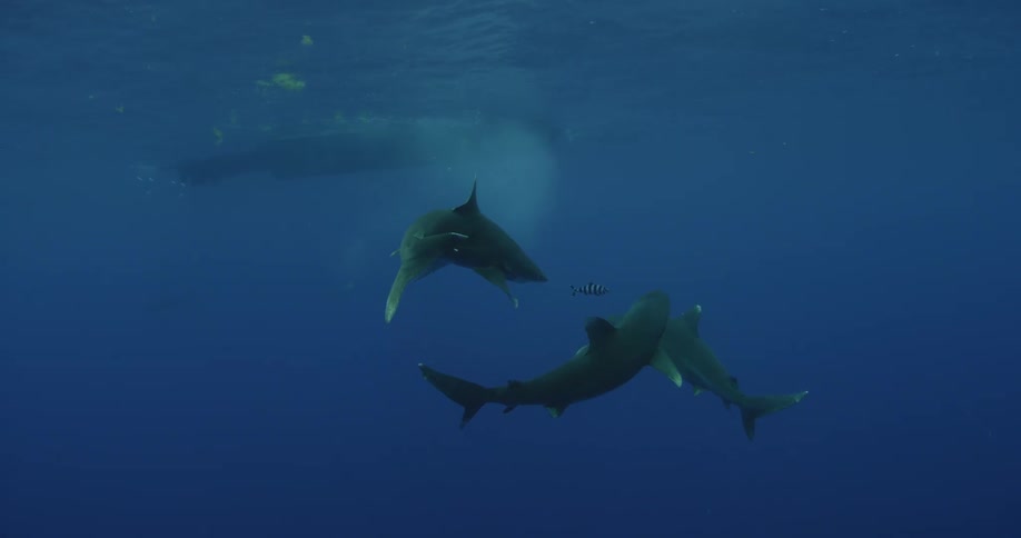 A few sharks are swimming towards each other