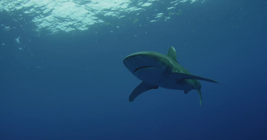 Shark swimming in ocean waters