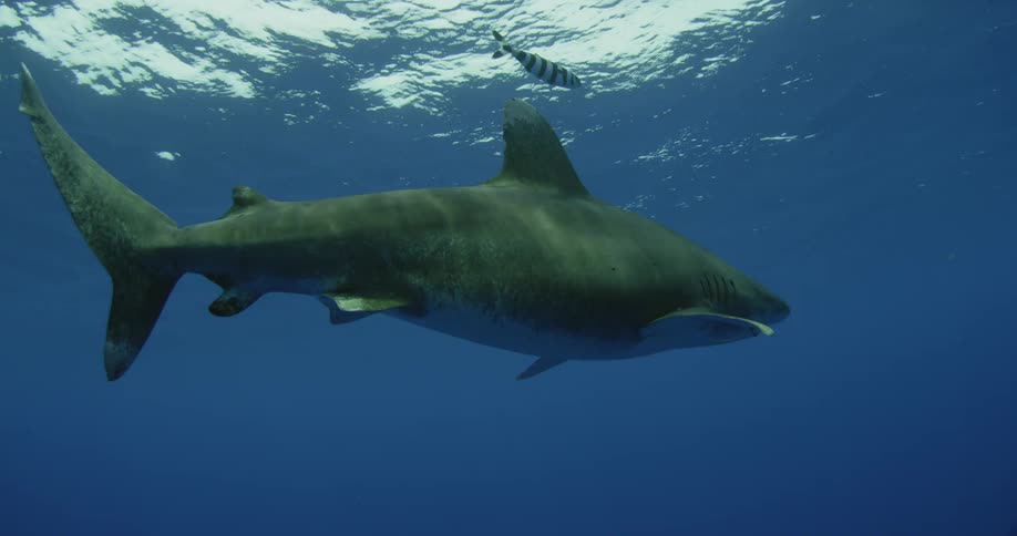 A striped fish swims near a shark with a hook in its mouth