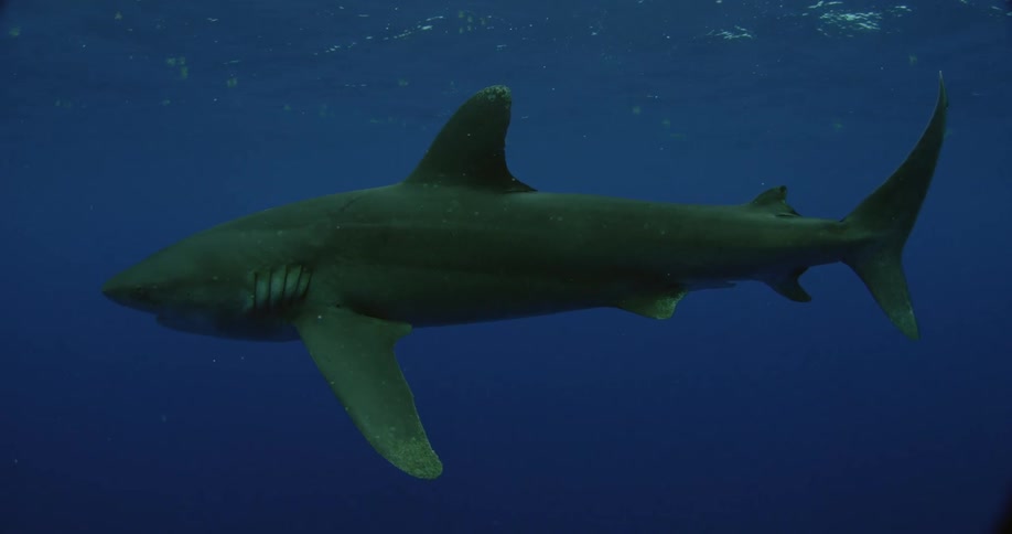 A shark swims in the ocean