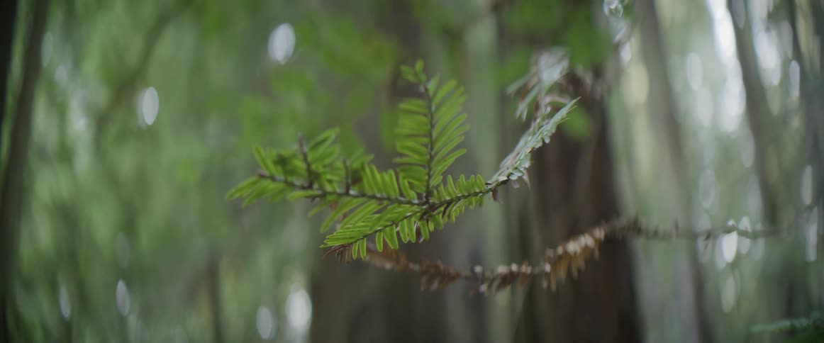 A branch of a tree in a forest is moving in the breeze
