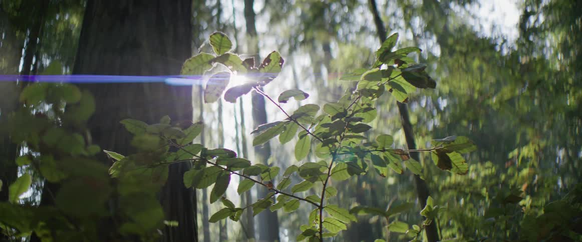 The sun shines through tall trees in the woods