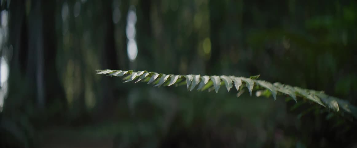 A long branch is hanging steady by the forest
