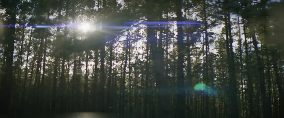 The sun shines in on the dense forest