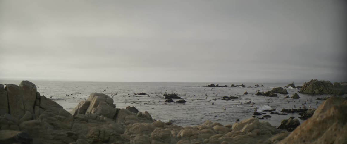 A flock of seagulls flies at rocky coast on cloudy day
