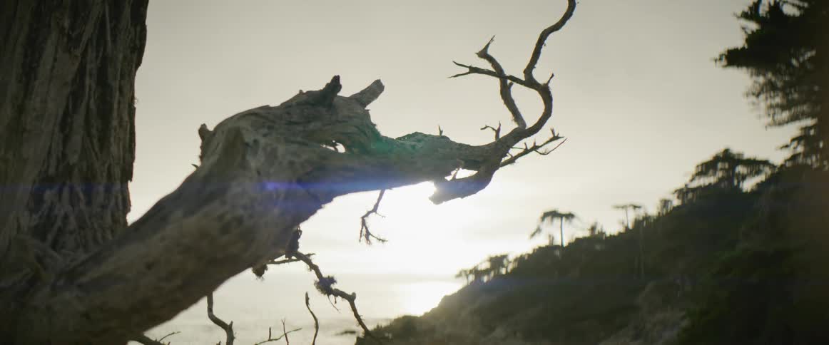 The bare branch of a dead tree stretches into the sky with the sun shining brightly in the distance