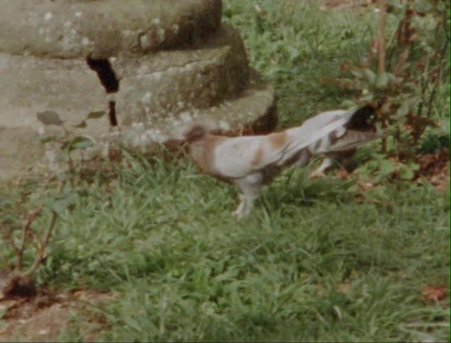 The pigeons feed on the grass