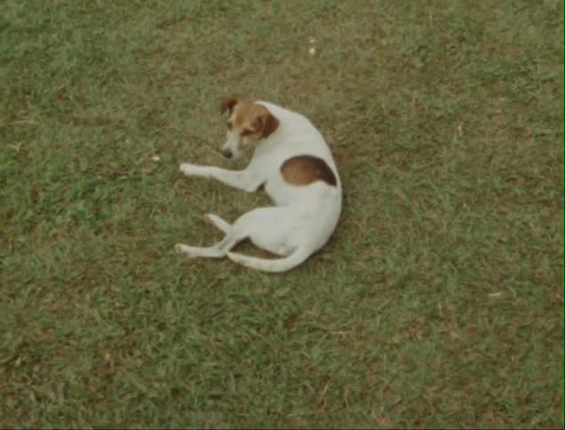 A white dog is laying down in some wet grass