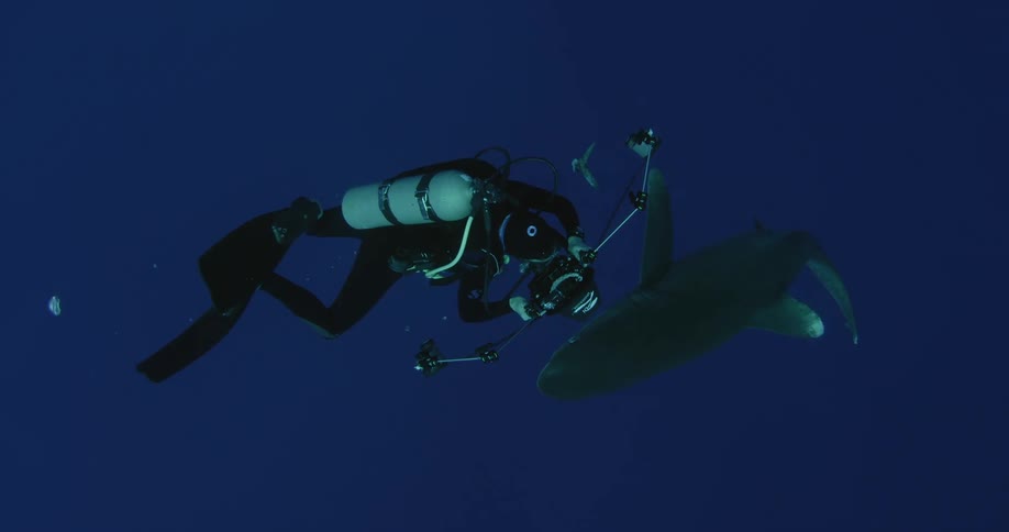 A scuba diver photographs a shark in the ocean