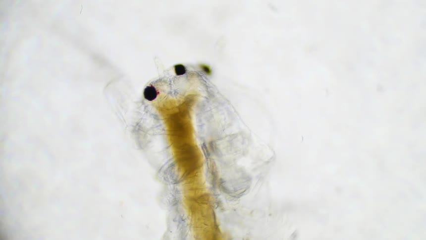 Translucent shrimp swims whilst a microscope zooms in