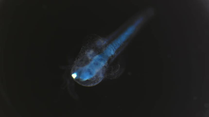 Extreme close up of a glowing creature under a microscope