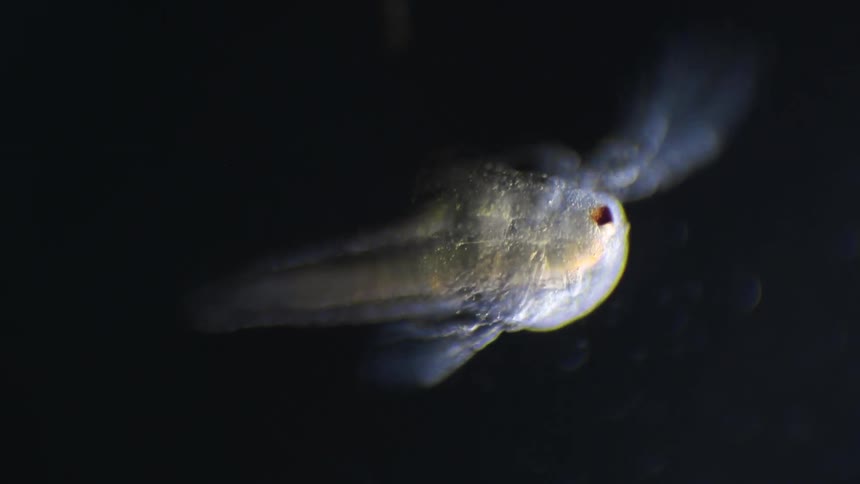 A scientist studies a creature moving under a microscope
