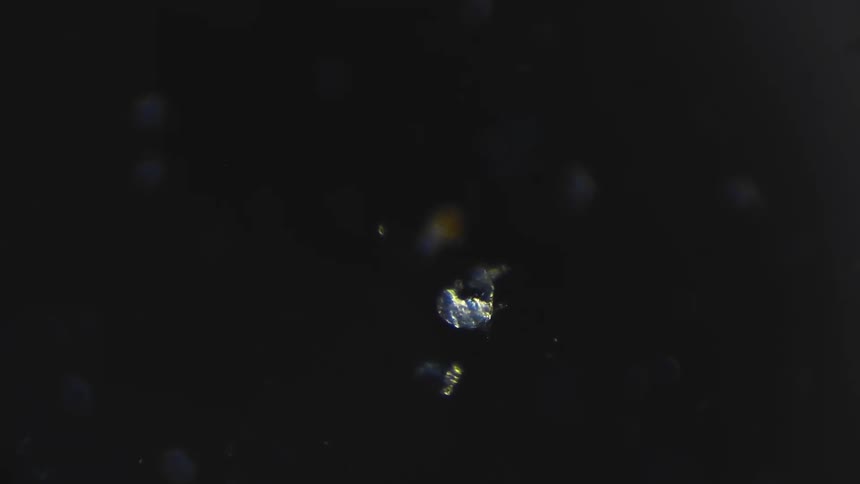 Translucent microorganism floating and moving against a black background