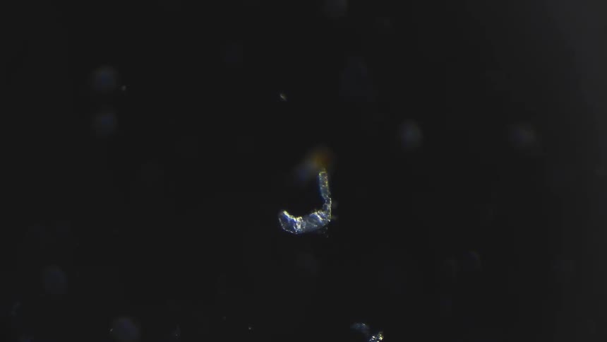 A creature is moving around in the dark under a microscope