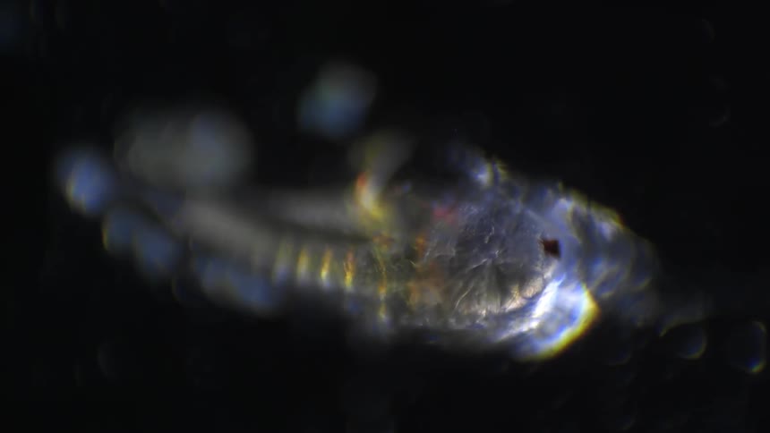 Translucent animal breathes in darkness