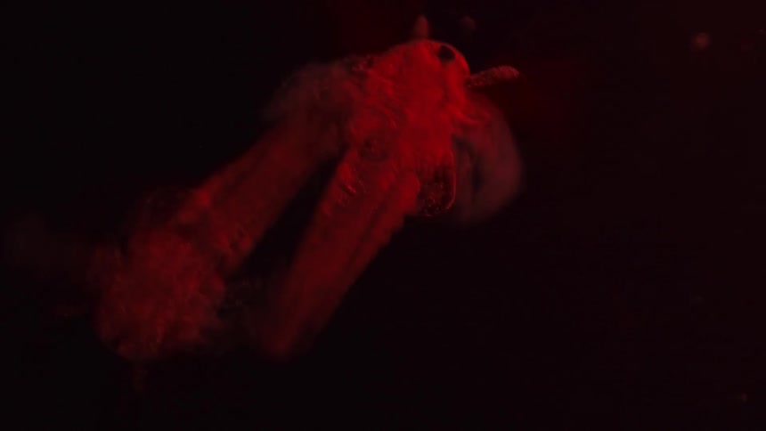 Two organisms move together under a microscope