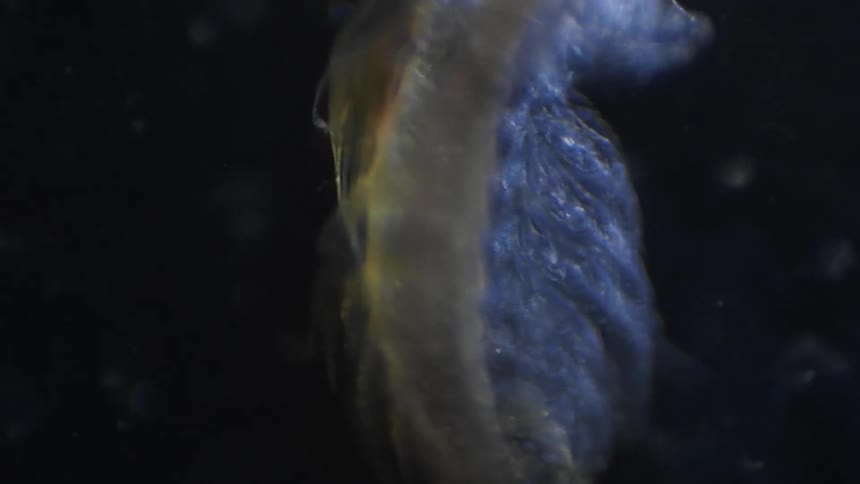 Close up of an insect moving its legs