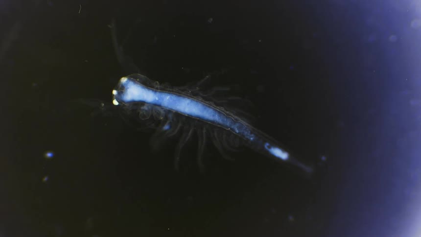 An glowing insect is examined under a microscope