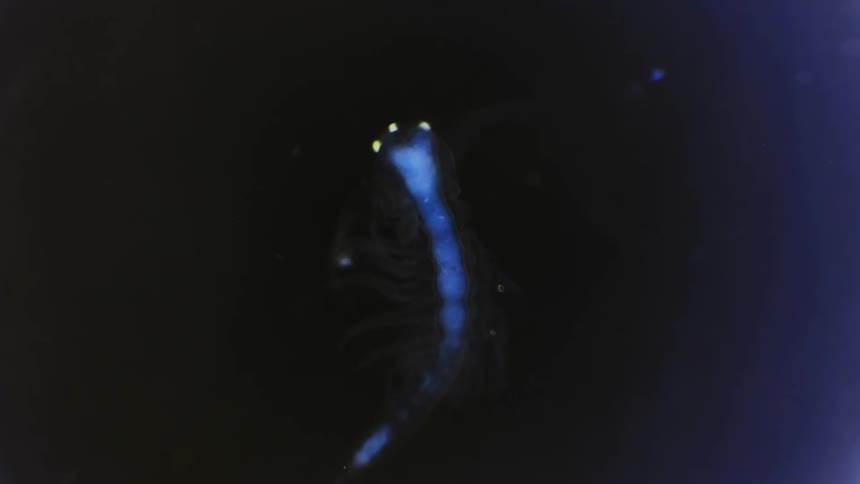 A glowing organism moves under a microscope