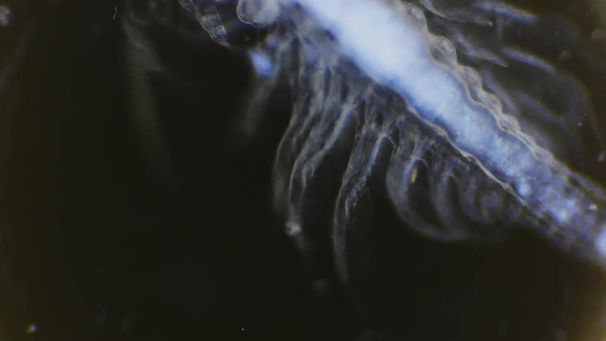 Extreme close up of the moving extremities of a microscopic organism