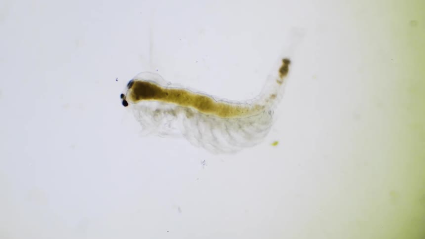 Microscopic translucent organism swimming in water