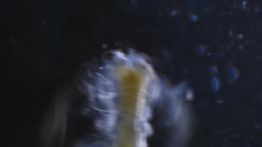 Extreme close up of the moving extremities of a translucent microscopic organism swimming