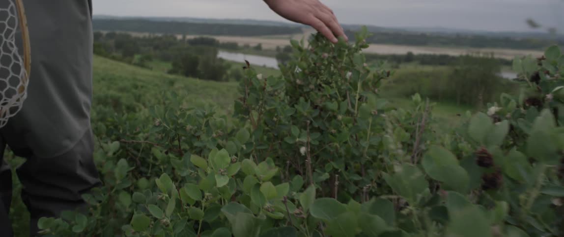 A person traces their hands across bushes as they hike