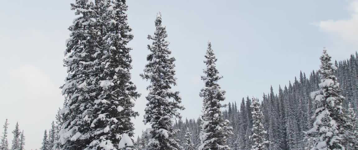 A forest of pine trees is covered with snow
