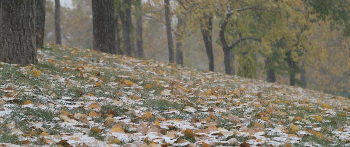 A view of snow falling in a forest