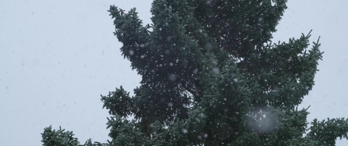 Snowflakes gently falling in front of a pine tree