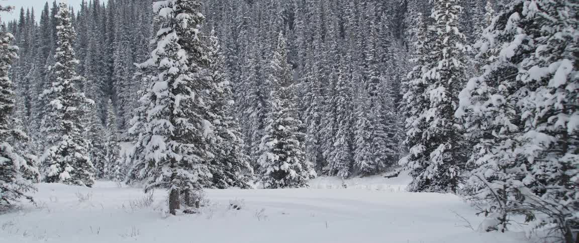 Snow is covering the ground and trees in the forest wilderness