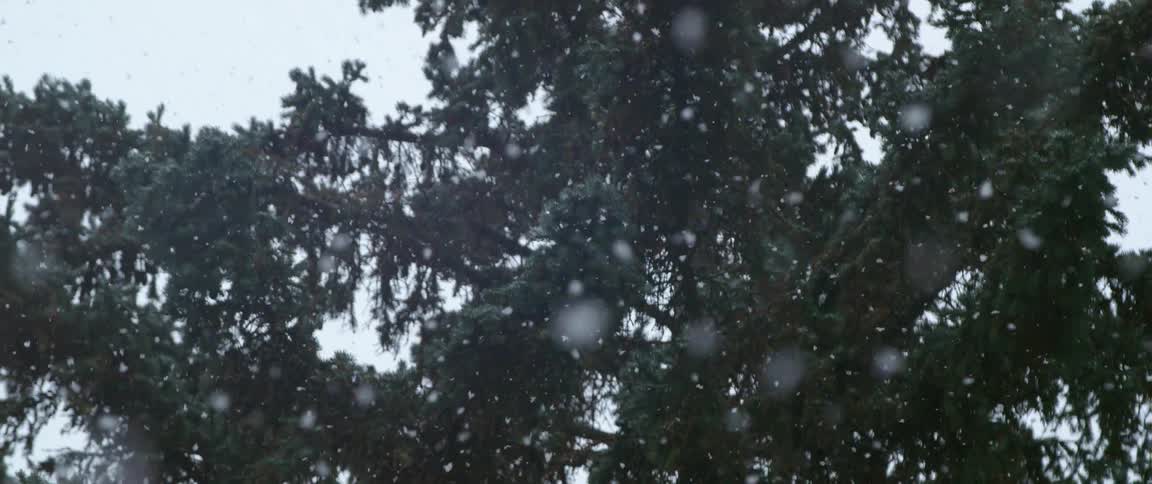 The snow slowly falls near the tree