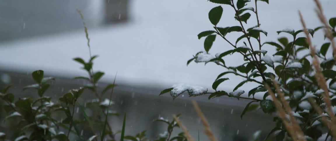 Snow falls on the green leaves of a bush in a yard