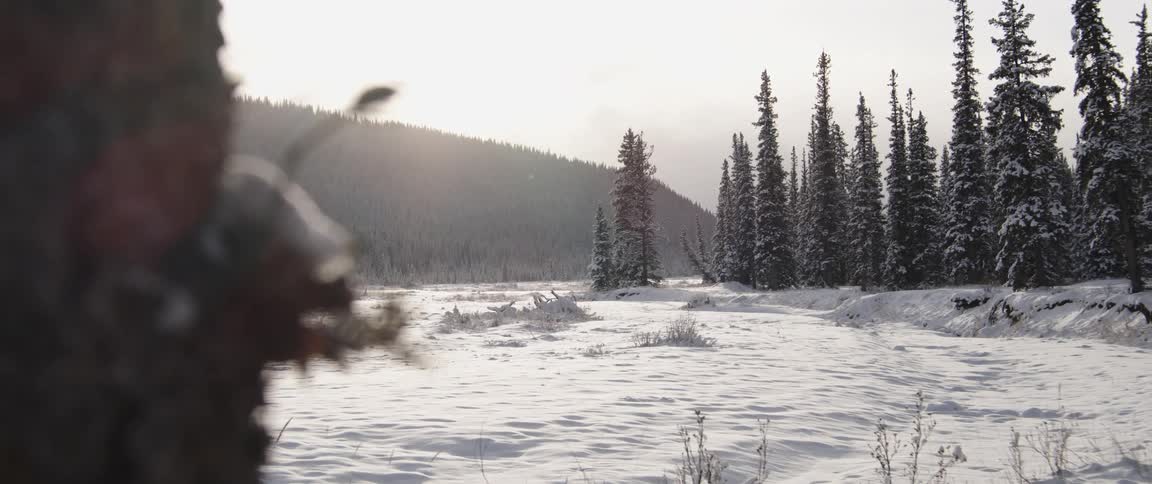 Evergreens on the edge of a snow covered clearing with a hill behind