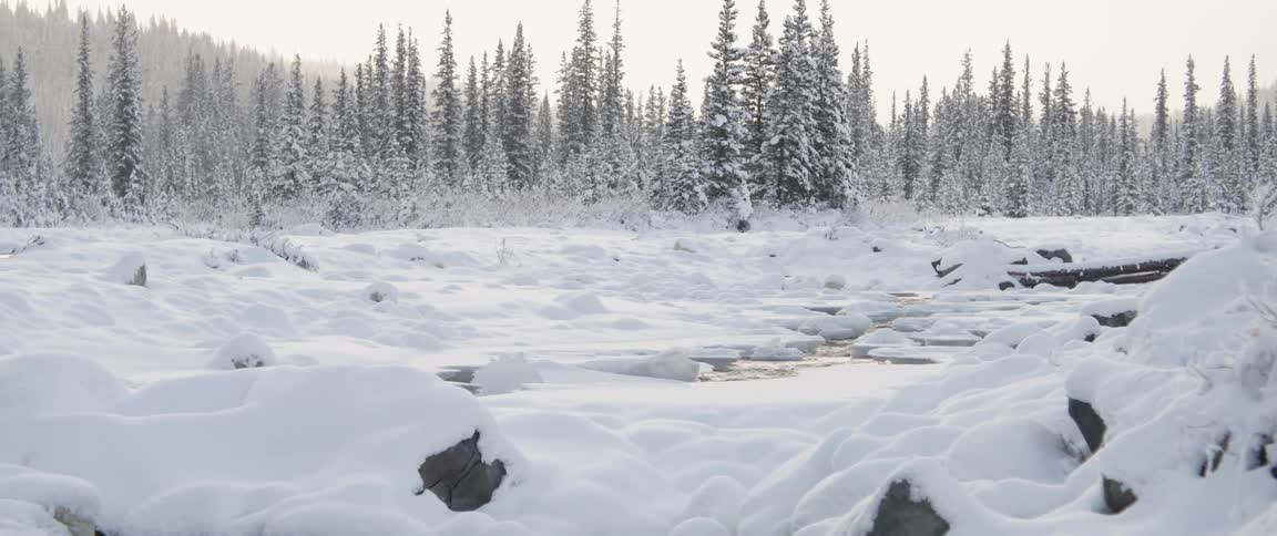 River flowing on the snow covered landscape near a pine tree forest at morning