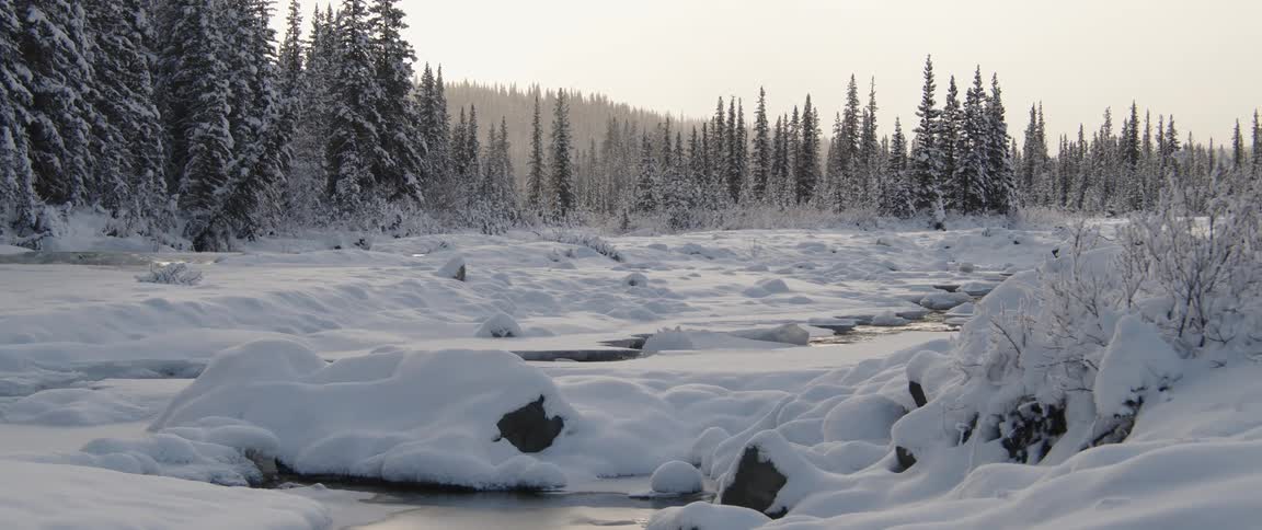 The forest and field are covered with snow
