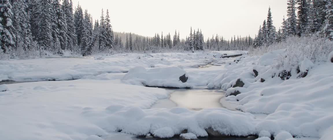 River on the snow covered landscape in the pine tree forest at morning