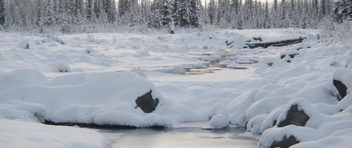 The stream is frozen near the forest
