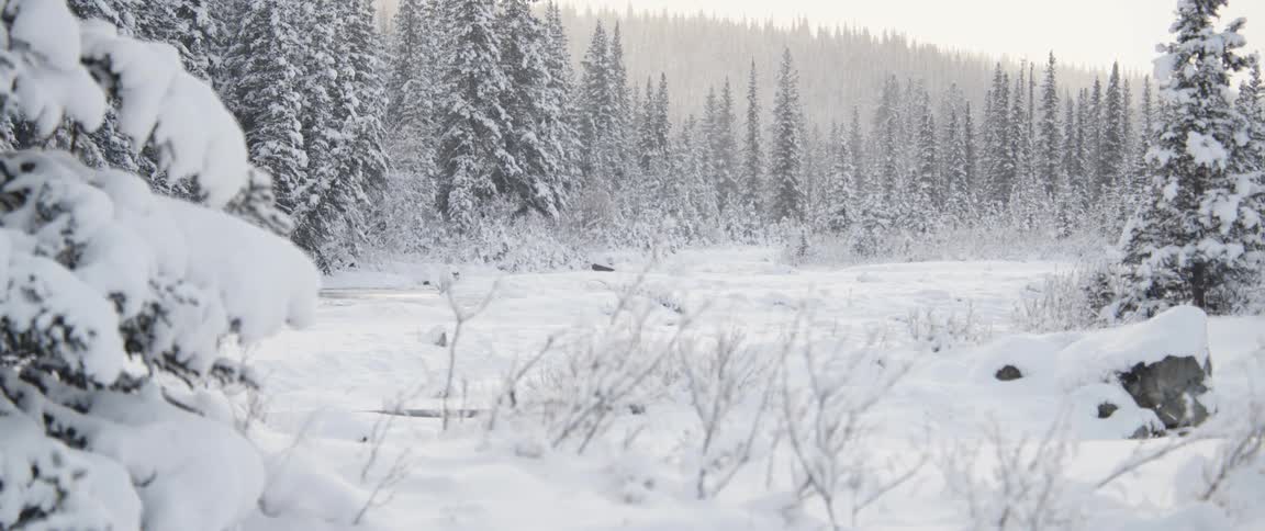 Snow is covering the arctic landscape