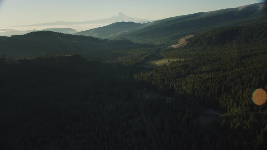 A vast forest of trees in front of mountains (Mount Hood) in the wilderness