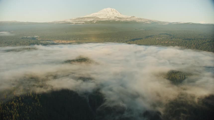 Pristine forest covered with morning fog with massive snow covered mountain in background