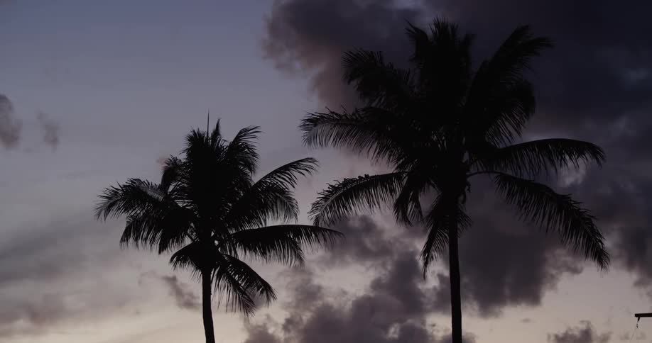 The wind blows these palm trees at sunset