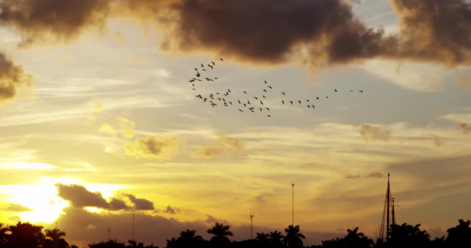 A flock of birds fly across the dawn sky