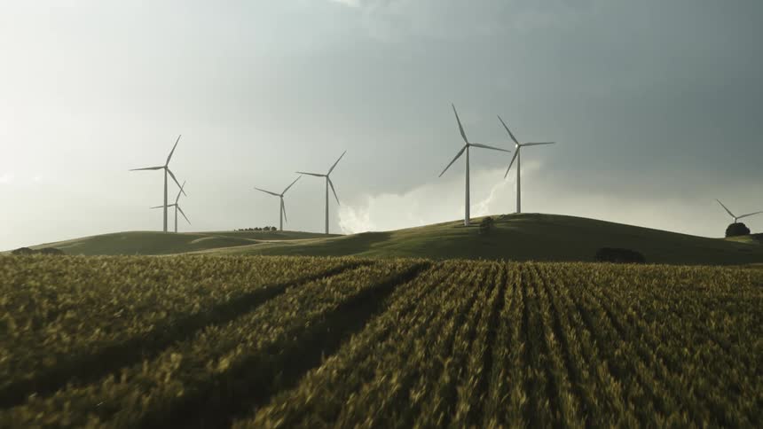Crops grow in rows in a field near wind turbines
