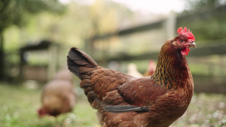 Chickens walking in a coop outdoors