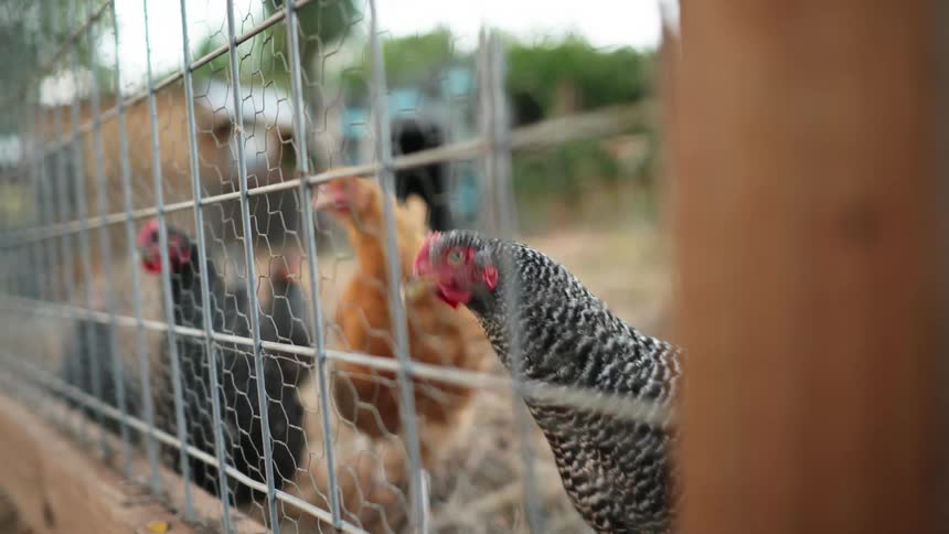Chickens looking through the wired fence on a farm in the countryside